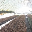 강희농장 이미지