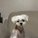 아트덴트 | 강아지 인식표 목걸이 &#39;또르르아트&#39; 솔직후기