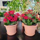 꽃을든남자 | &#39;꽃을 든 남자&#39; 포항점에서 식물쇼핑 하고 왔어요 :) 홍콩야자 키우는 법