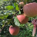 엘지농장 이미지