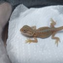 알비노랩 이미지