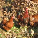 이두식 농장 이미지