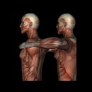 Orthopedic Test - AC SHEAR TEST 이미지