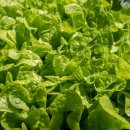 현대야채 이미지