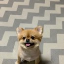 바둑이예쁘개 이미지