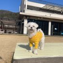 (주)핸더바이오닉스 | [후기] 강아지 첫 재활보조기(앞발목 보호대)&#39;펫츠오앤피&#39;