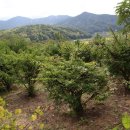 평온 제2농장 이미지