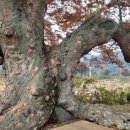 원삼분회 이미지