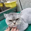 개이쁜냥 이미지