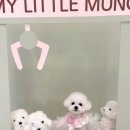 마이리틀멍 이미지