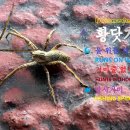 🕷️ 황닷거미 (Dolomedes sulfureus) 🕷️ 낚시거미 🌊 물 위를 달리는 사냥꾼! 이미지