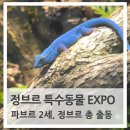(주)쥐비네트 | 정브르 특수동물 엑스포 후기 + 부스배치도 송도 컨벤시아 크레스티드게코 인기
