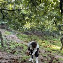 계수농장 | [체험] 🌰시흥 계수밤 농장 방문 후기