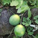 하늘타리 이미지