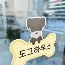애견 미용실(도그하우스) | 대전애견미용 7년단골 도그하우스 미니비숑 귀툭컷 후기