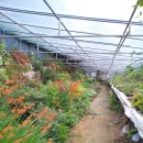 성희네민박 | 국내여행, 거제도가볼만한곳 ~토형도예촌 도자기에 그림그리기 체험 후기