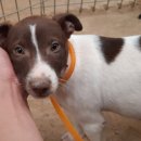 똥강아지 이미지