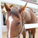 함안 승마장 이미지