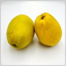 분당센트럴요양병원 이미지