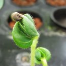 허브와야채 이미지