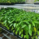 충남농약사 이미지