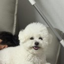 이지덴탈 | [내돈내산 강아지 개껌] 치석 제거와 간식을 한 번에! 기호성 최고 <굿포펫 이지바이트 덴탈껌> 후기 🐶🦴