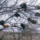 야옹야옹 이미지