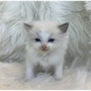 도그마루 고양이 강아지 무료분양 이미지