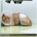 정수동물병원 이미지