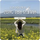 강원도 양양 유채꽃밭 남대천 가평리 낙산해수욕장 근처 다녀온 후기