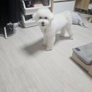 케이나인코리아(K9 KOREA) | 다이제스트유산균 후기2