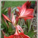 아마릴리스 이미지