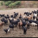 풍년염소농장 이미지