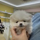 580 | 인천 간석동 강아지분양샵 멍개구름 인천본점 방문