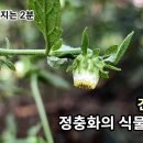 ＜정충화의 식물이야기＞ 긴담배풀 편 이미지