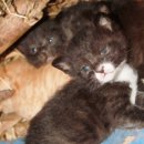 숲속고양이 이미지