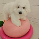 해운대유치원 | 해운대강아지유치원 맘바이수영구점 이용한 후기!