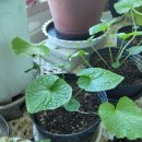 철원한농 이미지