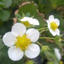 국민농장 이미지