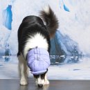 곱슬강아지 | 이중모 대형견 모델이 사용하는 하이포닉 강아지 샴푸 추천 트리트먼트 후기