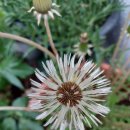 민들레홀씨 이미지