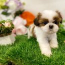 도그마루 강아지고양이 김해창원점 이미지