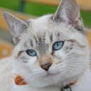 야당동물병원 이미지