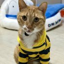꿀벌 | 고양이 강아지 귀여운 꿀벌 옷 후기 + 옷 입은 고양이