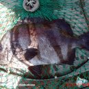 서해대교바다낚시터 이미지