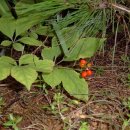 명품켄넬 이미지