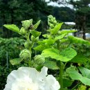 안흥종묘사 이미지