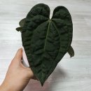 럭셔리컴 이미지
