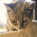 해든고양이병원 이미지