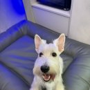 퍼피팸퍼 이미지